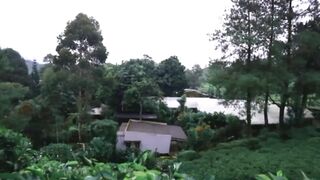View of the tea plantation