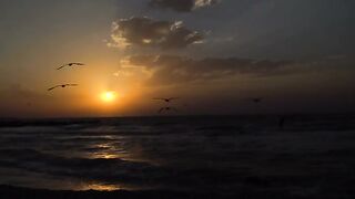 Sunset Over The Sea And Seagulls Flying Across The Sky