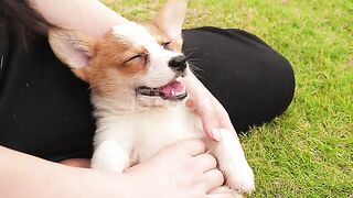 One Welsh Corgi puppy enjoy massage