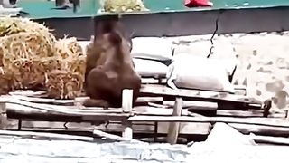 Crazy bear