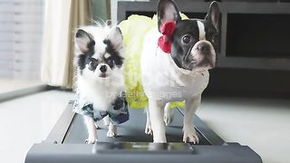 Cute Chihuahua and French Bulldog with costume walking on a Treadmill at home