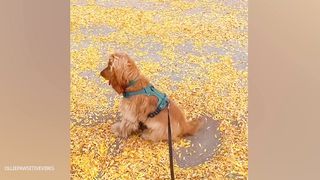 Funny Dogs And Cats Videos 2024 ???? Best Funniest Animal Videos Of The week