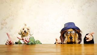 Dog's party