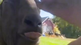 This goat is my spirit animal