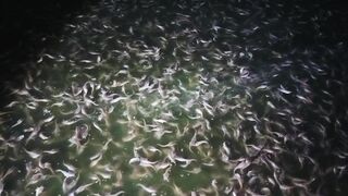 Takaran pemberian pakan IKAN LELE❗