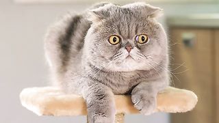 Scottish Fold cat