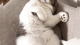What does it mean when a cat snores?