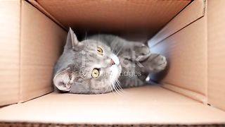 Curious and playful cat in a cardboard box