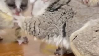 Pokémon da vida real