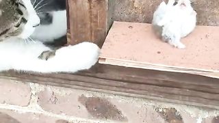 You can only act, can't we? ???????? compilations animals videos Dogs and Monkey