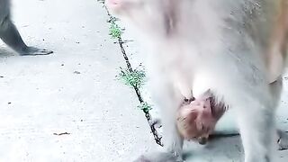 Monkey ???????? with her child