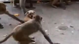 funny animals compilation video