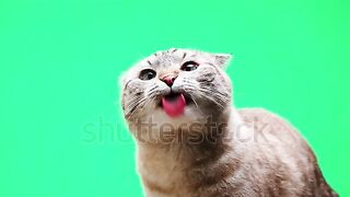 Cat on green background close-up