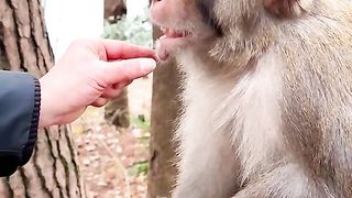 Nice video about Monkey ????
