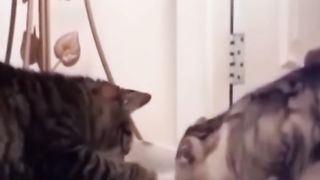 Funny dubbing cats & dog.