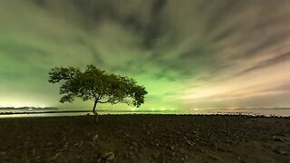 One Tree At Chumphon Beach