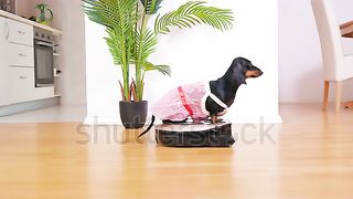 Dachshund dog wearing red and white maid costume rides robot vacuum