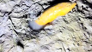 The Aggressiveness of Swamp Eels