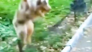 Funny Animals - Funny Cats And Dogs - Funny Animal Videos