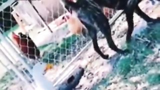 Some mischievous moments of Crow and Dog ???? compilations animals videos Dogs and Monkey