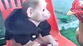 This chicken you don't feed my food ???????? compilations animals videos Dogs and Monkey