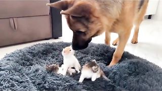 German Shepherd Shocked by Tiny Kittens occupying dog bed!