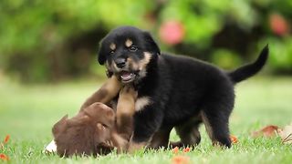 Cute Puppy Baby Dog Playing In The Green Park