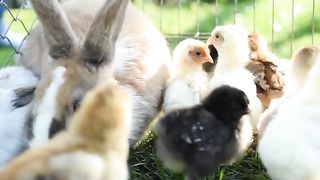 Close Up Newborn Chickens And Easter Bunny In Warm Tone On The Grass Field On Green Background