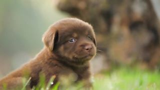 Puppy Playing In The Park