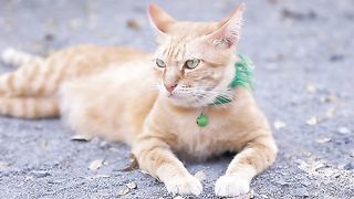 Cute Domestic Cat Lying On Grounds. Thai Orange And White Cat