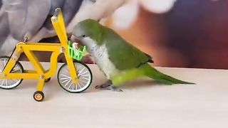 ???? Tia bird has been given extensive training