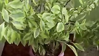 Pokok bunga