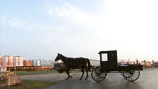 Amish Horse And Cart