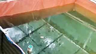 Pemijahan lele GAGAL❗Mungkin SYARATNYA belum kalian penuhi