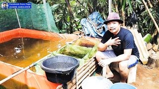 Cara panen LARVA LELE umur 20 hari❗Diperlukan kejelian, ketelitian, kesabaran dan peralatan yang komplit 2