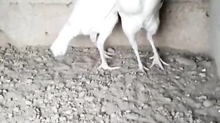 White hen