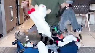 My dog almost got us kicked out of a hotel!