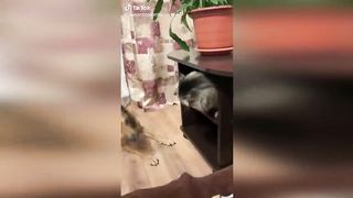 ПРИКОЛЫ В ТИК ТОК ДЛЯ ВЗРОСЛЫХ _ ЛУЧШИЕ ПРИКОЛЫ ИЗ ТИК ТОК 2021 _ ТРЕНДЫ И ЗНАМЕ