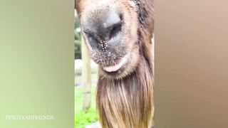50 Funny Animal Videos To Crack You Up All Long Day 3