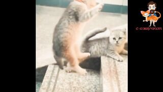 Приколы с котами! КУНГ-ФУ - КОТЫ! Смешные коты С ОЗВУЧКОЙ! Самые смешные животны.