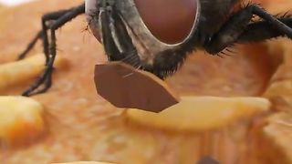 Flies