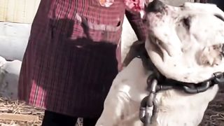 Big dog puppy