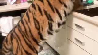Tiger's thirst