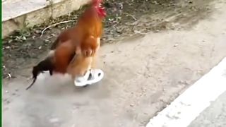 Racing cock