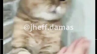 @jheffdamas
