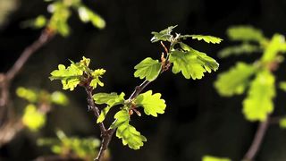 Spring Waltz