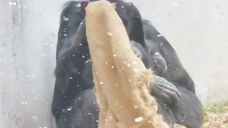 Funyclips, monkeys feeling so cold