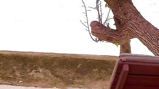 Внезапно ???? Когда в следующий раз увижу, попробую подойти вплотную