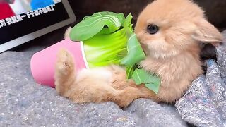 Cute Rabbit Looking For Film