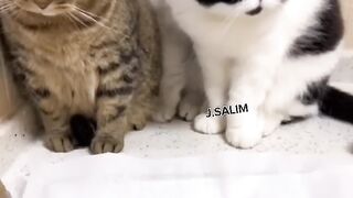 Pria Ini Mengetes Reaksi 3 Kucingnya Ketika Melihat Eek.